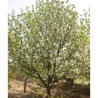 河北海棠樹價格