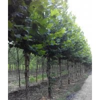 供應(yīng)山東泰安16 17 18 19 20法桐價格 2014年法桐最新行情