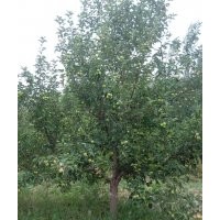 13-15公分京紅海棠樹(shù)