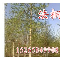 【魯】毛白楊 椿樹 柳樹