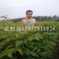 1米高欒樹苗江蘇平茬欒樹苗2公分工程苗