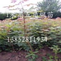 五角楓2年生苗1.5米高五角楓耐寒樹苗防火行道樹