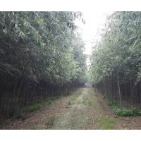 8公分柳樹(shù)價(jià)格