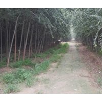 7公分柳樹(shù)價(jià)格