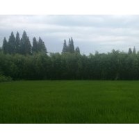 9公分柳樹(shù)價(jià)格