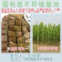 供應(yīng)山東濟(jì)寧8-10公分裸根定桿法桐小苗山東價(jià)格