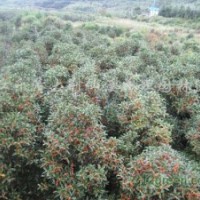 基地出售大量大小丹桂（狀元紅桂花）四季桂