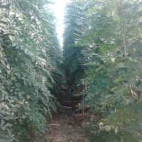 大量出售欒樹、國槐、白蠟