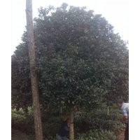 雅安、12公分桂花樹、雅安15公分桂花樹、雅安桂花樹