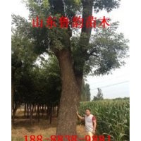 哪里國(guó)槐便宜哪里有賣法桐樹苗的