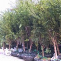 紅豆杉樹市場(chǎng)價(jià)格_直徑10公分