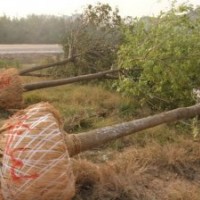 供應(yīng)6-40公分國槐 國槐價(jià)格