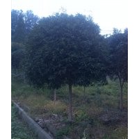 雅安桂花樹、3-20公分桂花樹、四川桂花樹、3-20公分桂花樹