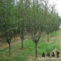 供應：西湖海棠，龍柏，檜柏，櫻花，金葉女貞