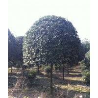 四川高桿桂花價(jià)格