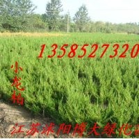 蜀檜超低價(jià)格龍柏超低價(jià)格各種苗木再次降價(jià)