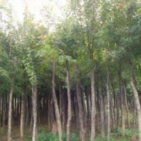 山西五角楓|山西1-6公分五角楓供應(yīng)|五角楓小苗供應(yīng)|錦豐苗木合作