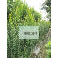 成都紫薇小苗 四川紫薇小苗 紫薇小苗報(bào)價(jià)