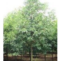 南京供應杜英價格8公分杜英價格10公分杜英價格