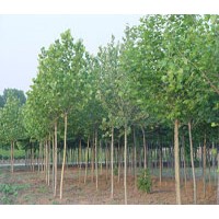 供應法桐 國槐 白臘 欒樹 柳樹