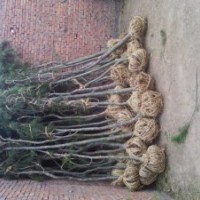 占地白皮松 野生白皮松 山貨白皮松