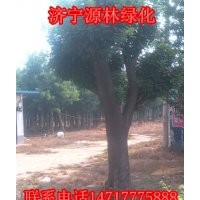 國槐樹_國槐小苗_國槐價(jià)格_國槐報(bào)價(jià)_速生國槐產(chǎn)地_金枝國槐基地