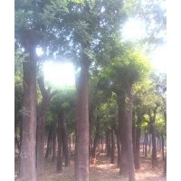 國槐_國槐價(jià)格_國槐樹_速生國槐_國槐樹圖片