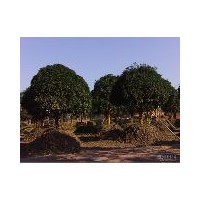 湖北桂花小苗 價(jià)格 咸寧桂花樹 移栽桂花樹 扦插苗