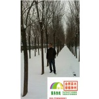 16、17公分二年帽白蠟