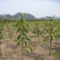 自貢瀘州出售黃葛樹、欒樹苗