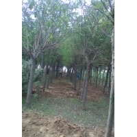 秋季國槐價(jià)格