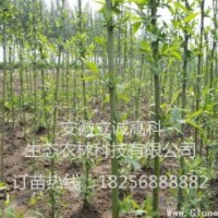 竹柳3號(hào)，高峰竹柳，美國(guó)竹柳，快繁種苗