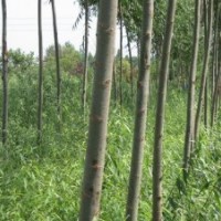 竹柳3號(hào)，高峰竹柳苗，美國(guó)竹柳苗，快繁苗