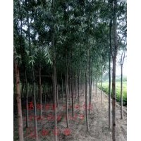 毛白楊、107速生楊、北欒苗、速生國槐