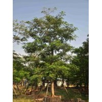 供應(yīng)：鳳凰木