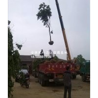 合肥紅葉李.紫葉李.18788881956