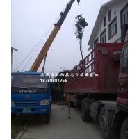 安徽烏桕、合肥烏桕、烏桕供應(yīng)商、苗木供應(yīng)