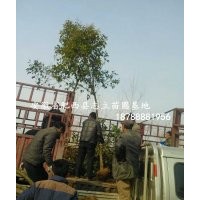 安徽高桿女貞、高桿女貞價(jià)格、大葉女貞供應(yīng)商