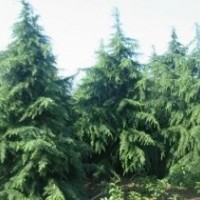 供應(yīng)秋季工程苗木：雪松、蜀檜、小葉女貞，量大價(jià)低，歡迎來電咨