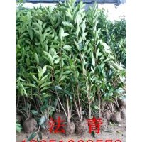 1.8米法青行情、1.8米法青批發(fā)、法青種植基地、賣法青