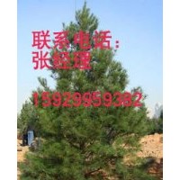 供應(yīng)白皮松藍(lán)田原產(chǎn)地1.8——3米