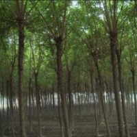 苗圃重陽木價格 供應(yīng)5-6公分重陽木價格 重陽木價格