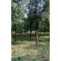 天津15公分國(guó)槐價(jià)格 15公分國(guó)槐多少錢(qián)