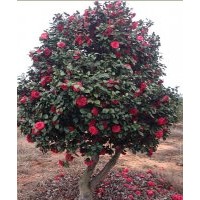 茶花、山茶花、大茶花供應(yīng)