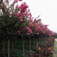 百日紅價格 地徑2-6公分紫薇價格 紫薇價格