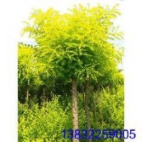 供應(yīng)8公分高接金葉榆