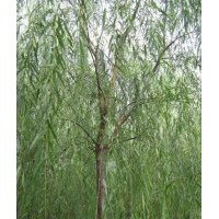 供應(yīng)垂柳3-10公分
