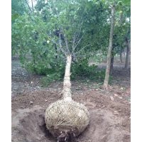 供應(yīng)苗木主營 1-3年帽法桐，大骨架法桐，造型法桐，彎法桐，速生