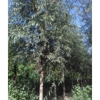 出售10-35公分嫁接垂柳