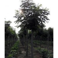 供應(yīng)山東濟(jì)寧北欒苗 造型北欒 哪里北欒最便宜